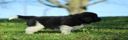 Newfoundland dogs for sale: Ted - Ad 5