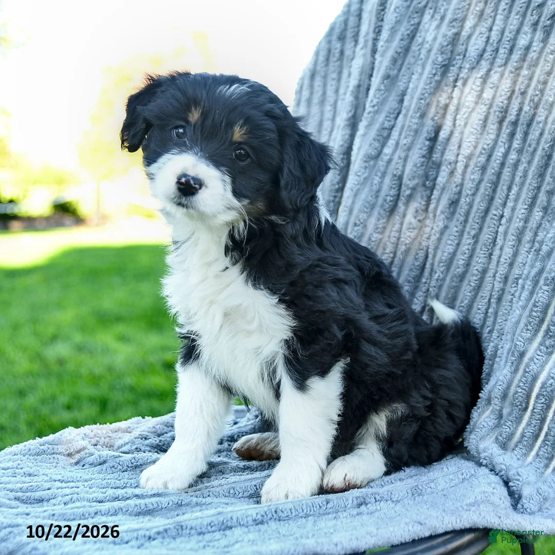 Miniature Australian Shepherd dogs for sale: Macy - Ad 1