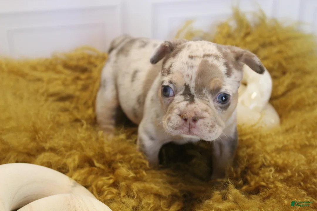 French Bulldog dogs for sale: DEATH BECOMES HER - Ad 1
