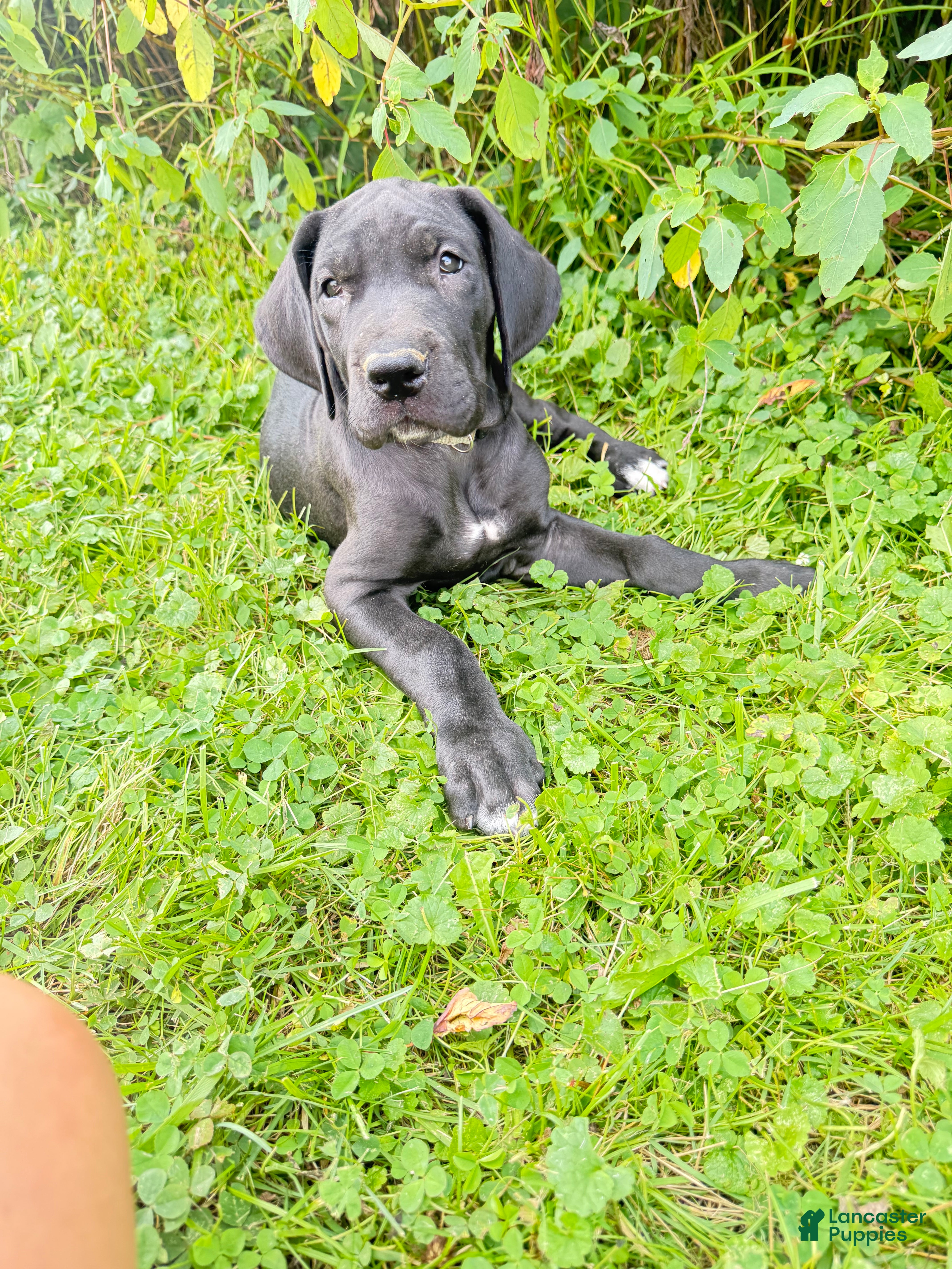 Great Dane dogs Lady-silver - Ad 20