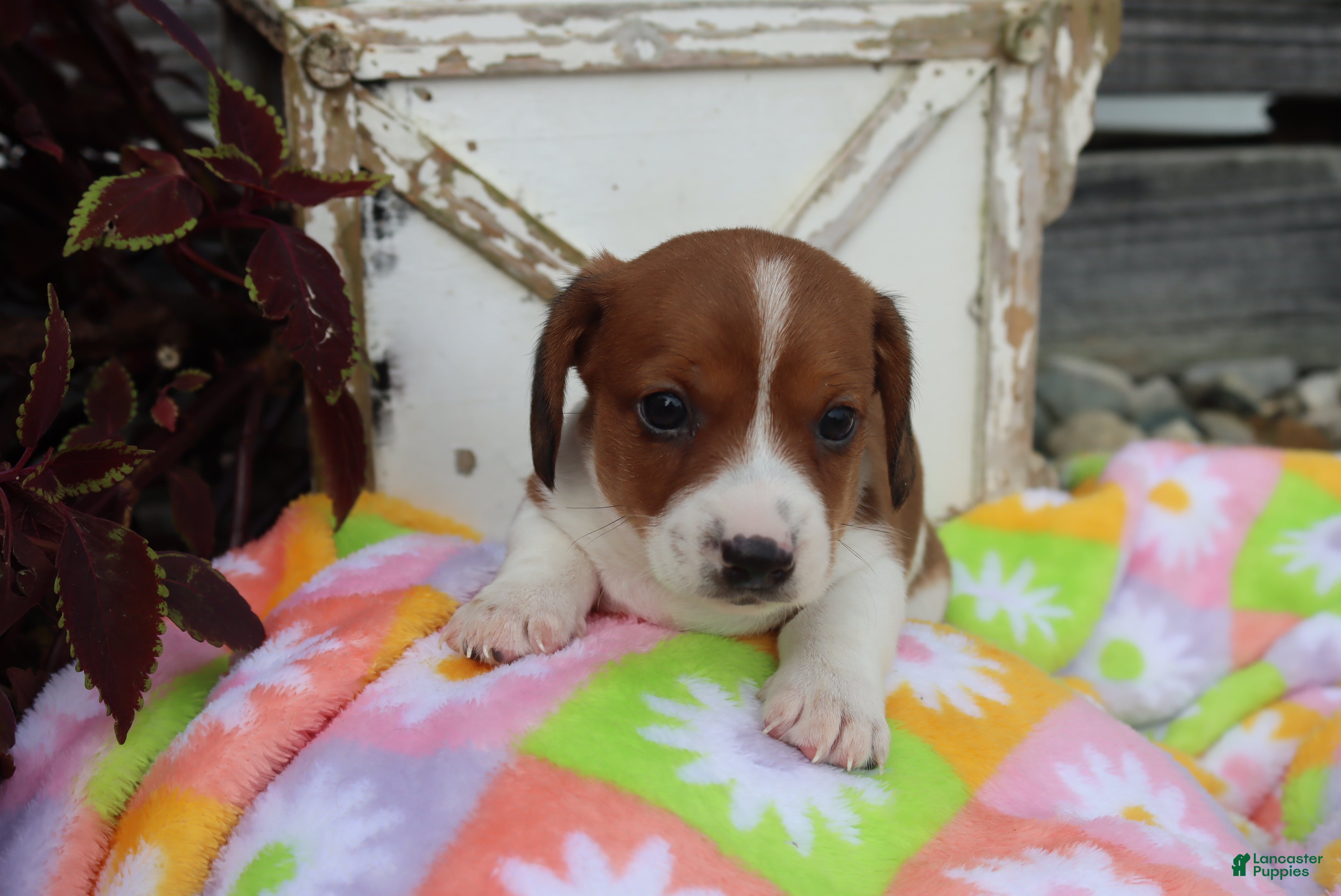 Miniature Dachshund dogs Mitch - Ad 6