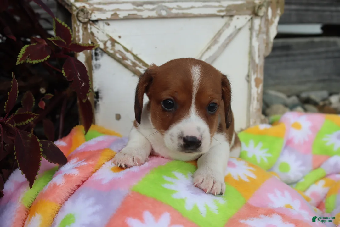 Miniature Dachshund dogs for sale: Mitch - Ad 1