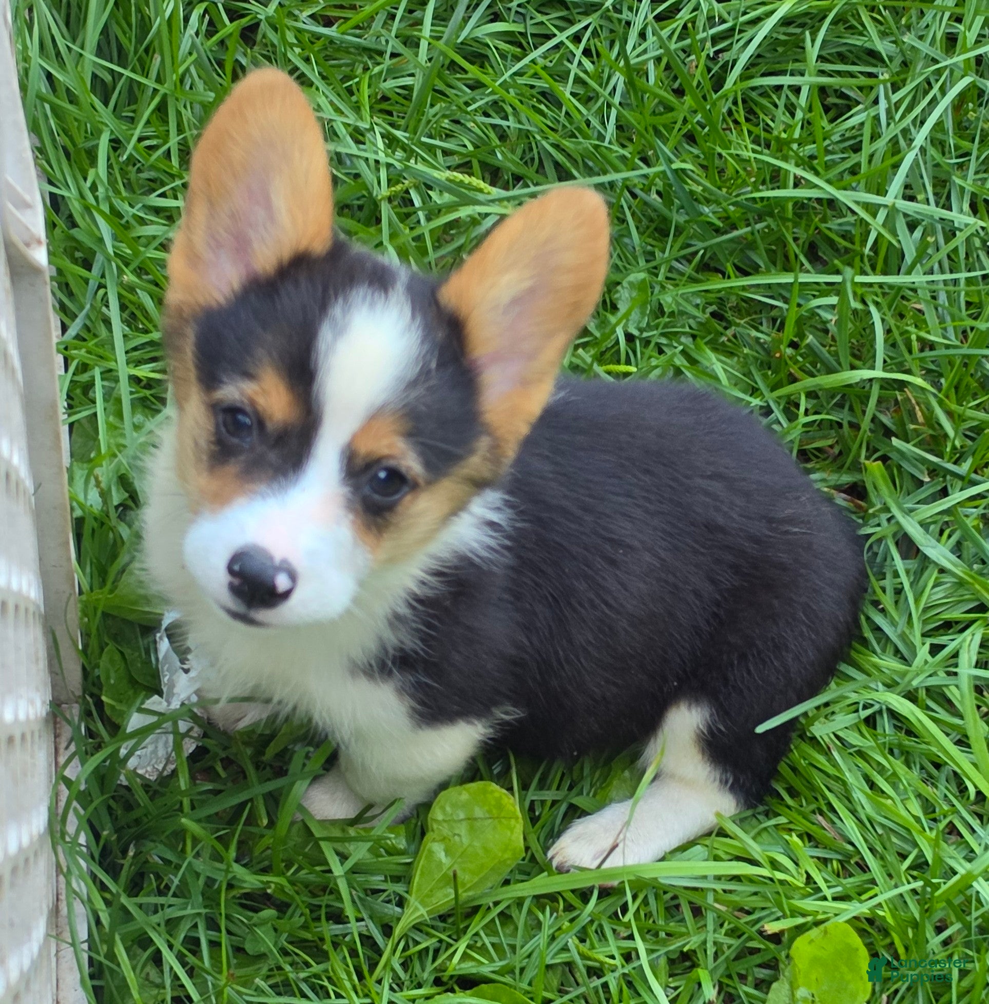 Welsh Corgi Pembroke dogs Raina - Ad 2