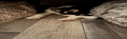 Pomsky dogs for sale: Ozzy - Ad 4