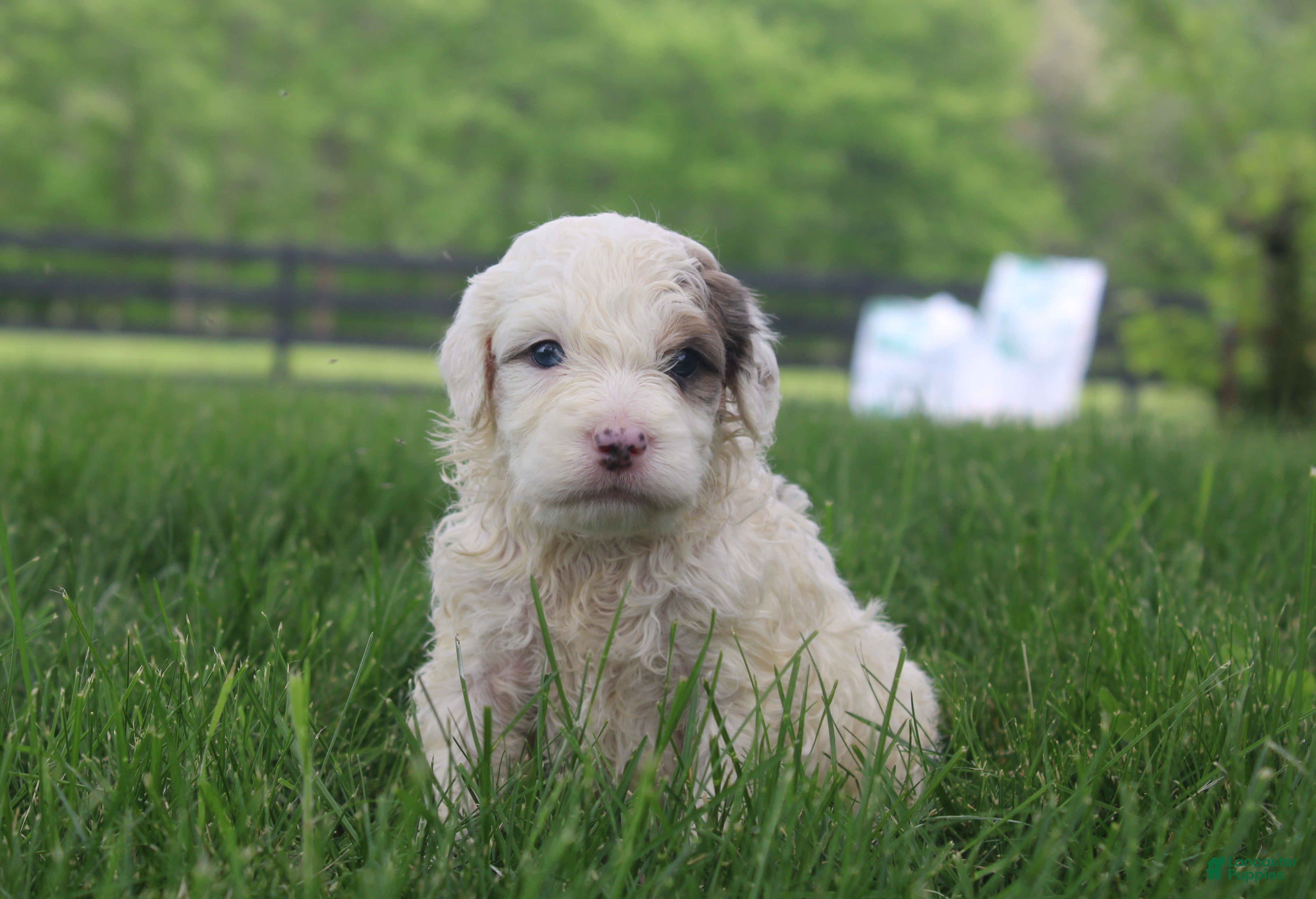 Mini Goldendoodle dogs Ria - Ad 1