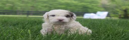 Mini Goldendoodle dogs for sale: Ria - Ad 8