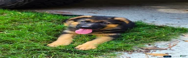 German Shepherd Puppy 7