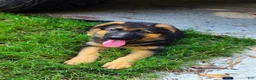 German Shepherd dogs for sale: German Shepherd Puppy 7 - Ad 1