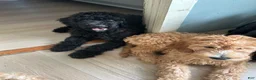 Mini Goldendoodle dogs for sale: Goldendoodle 1 - Ad 3