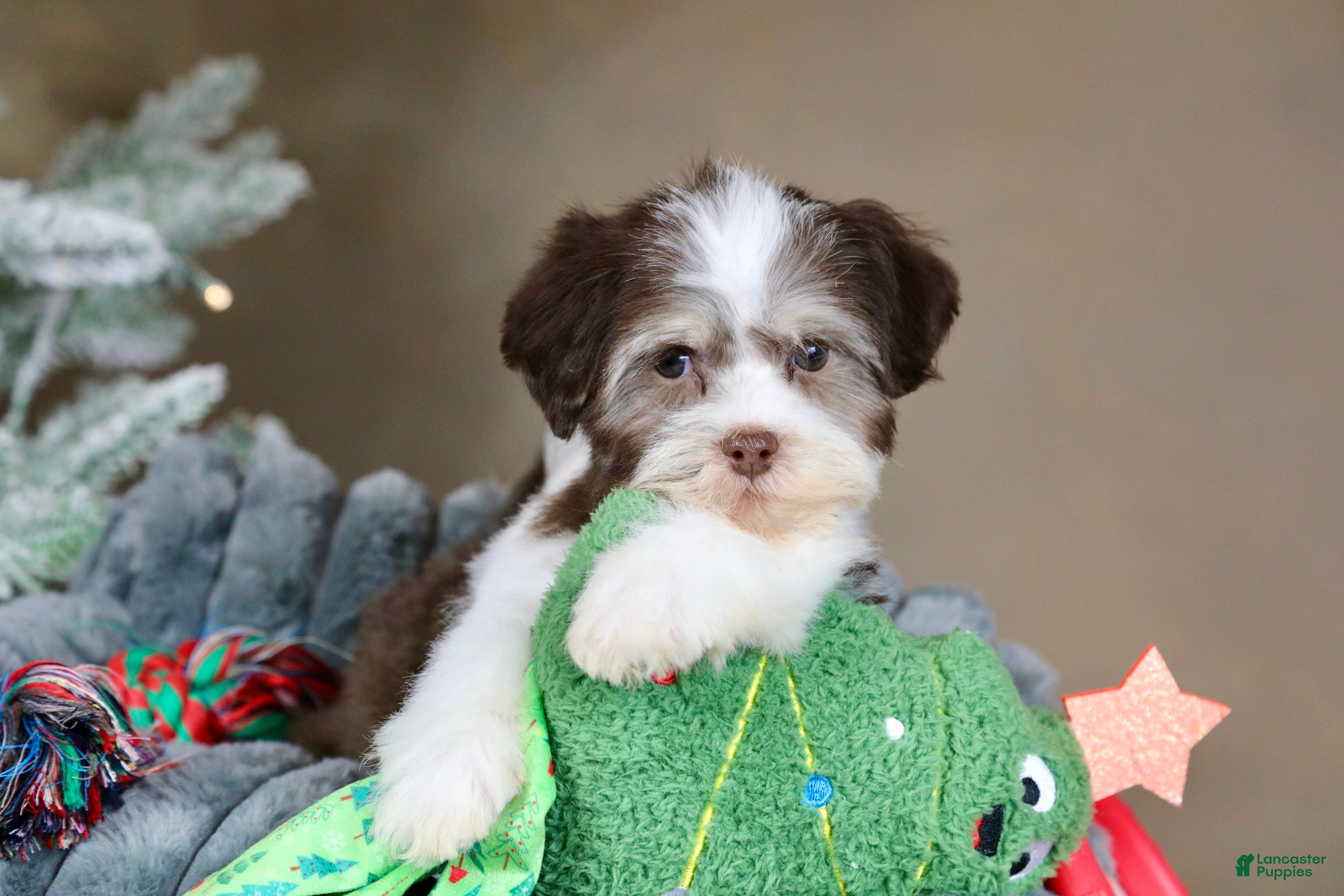 Havanese dogs Hope - Ad 16