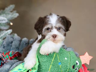 Havanese dogs Hope - Ad 30