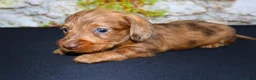 Miniature Dachshund dogs for sale: Zelda - Ad 14