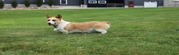 Welsh Corgi Pembroke dogs for sale: Queeny  - Ad 2