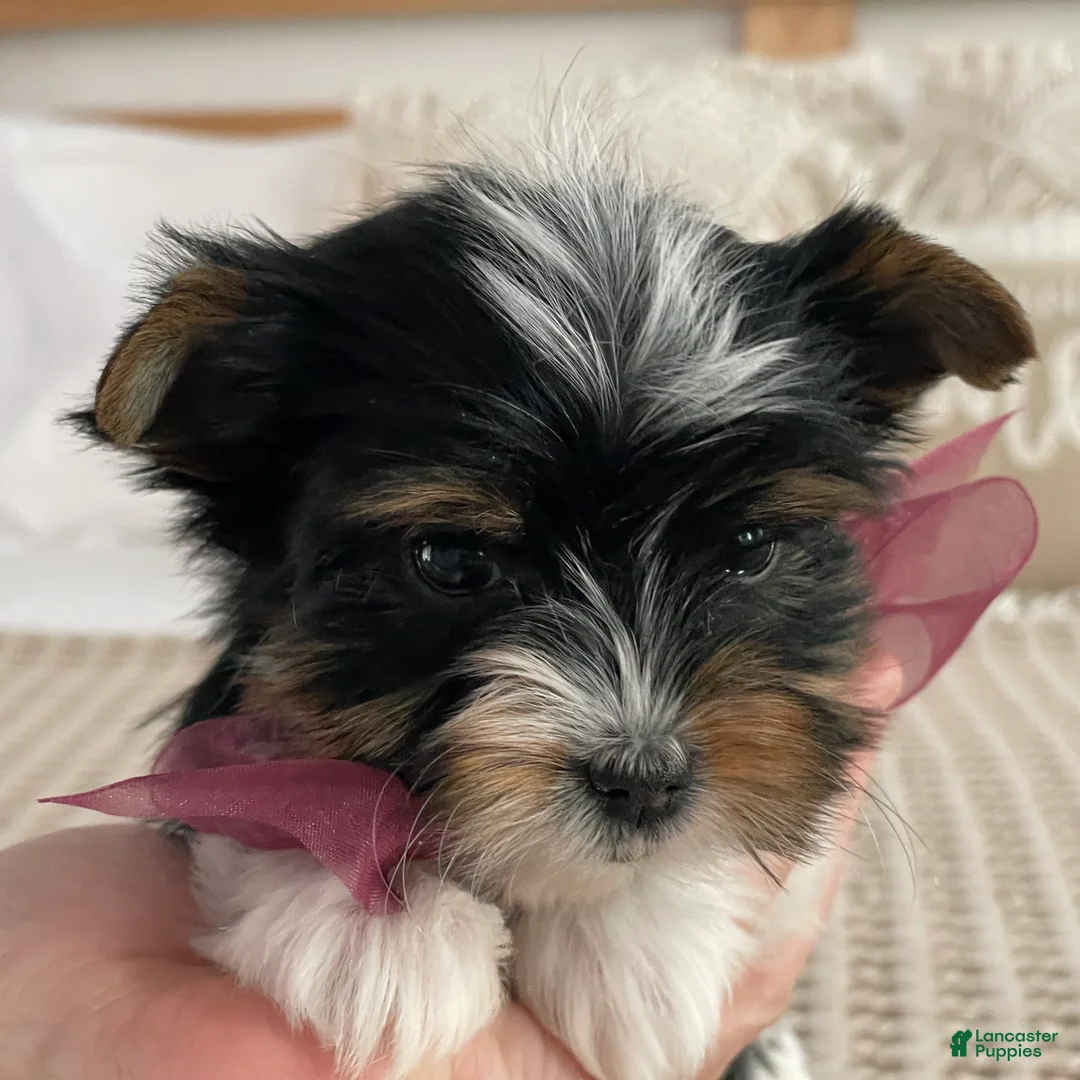 Biewer Terrier dogs for sale: Millie - Ad 6