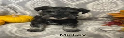 Miniature Schnauzer dogs for sale: Miniature Schnauzer 2 - Ad 2