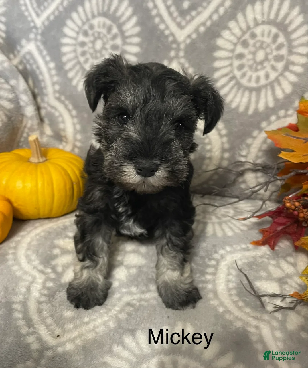 Miniature Schnauzer dogs for sale: Miniature Schnauzer 2 - Ad 2