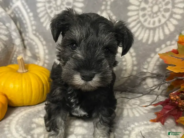 Miniature Schnauzer dogs for sale: Miniature Schnauzer 2 - Ad 2