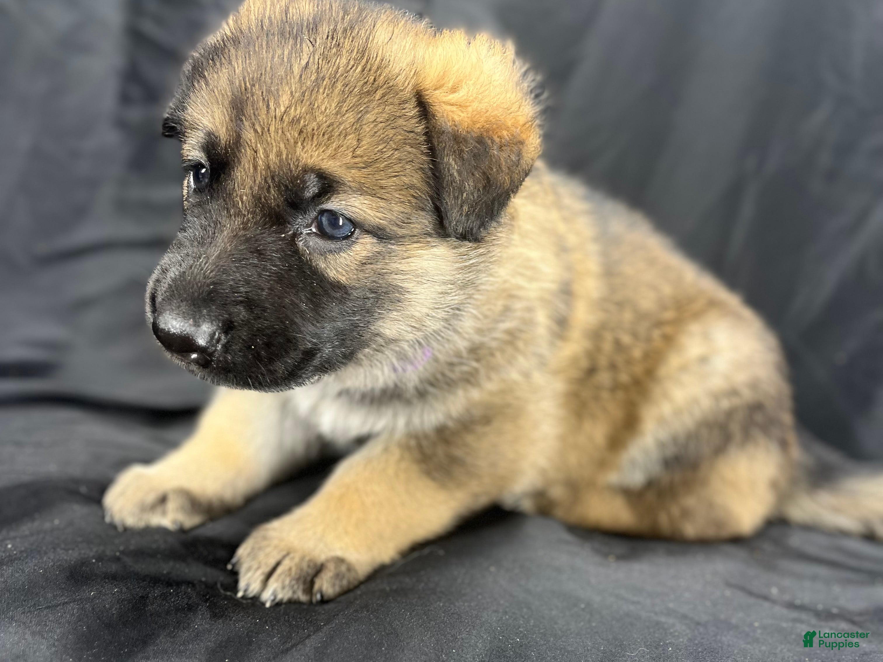 German Shepherd dogs Bella - Ad 2