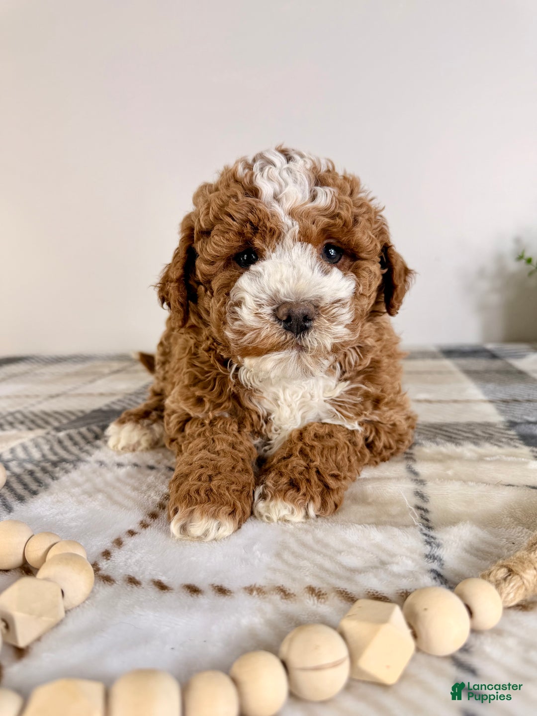 Goldendoodle dogs for sale: Calvin - Ad 4