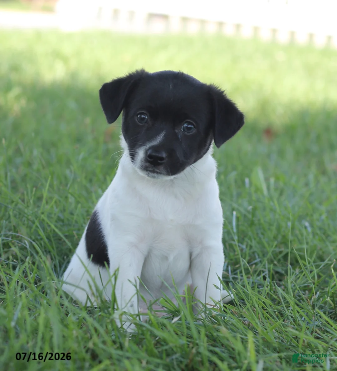 Toy Fox Terrier dogs for sale: Tipper - Ad 1