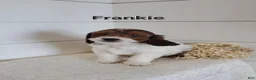 Cavapoo dogs for sale: Frankie - Ad 3