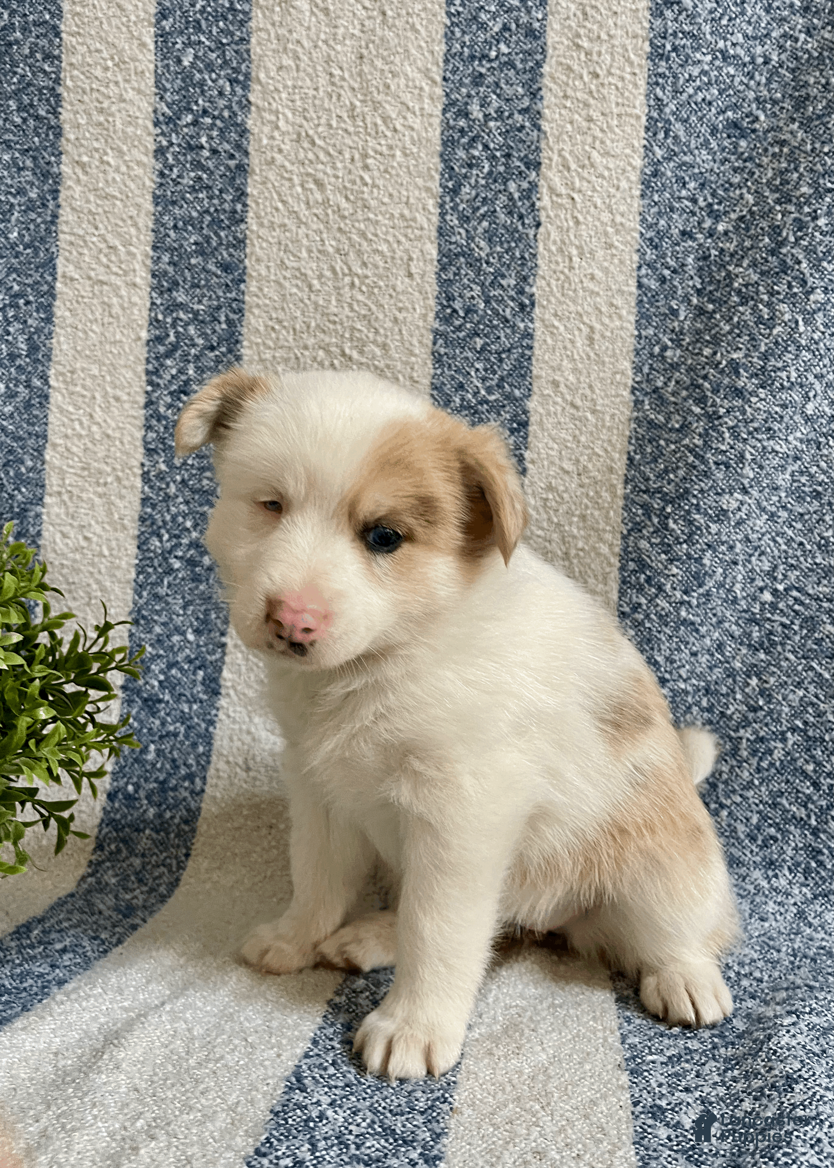 Pomsky dogs Cookie - Ad 2