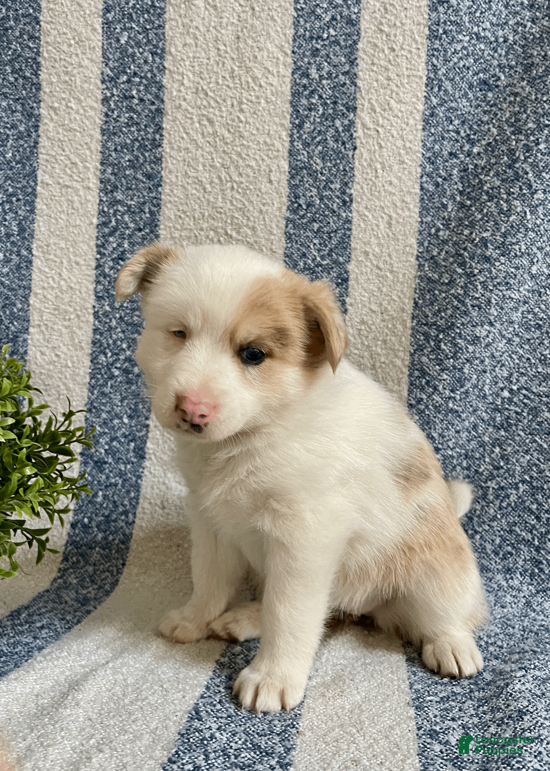 Pomsky dogs for sale: Cookie - Ad 2