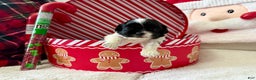 Shihpoo dogs for sale: Glinda  - Ad 19