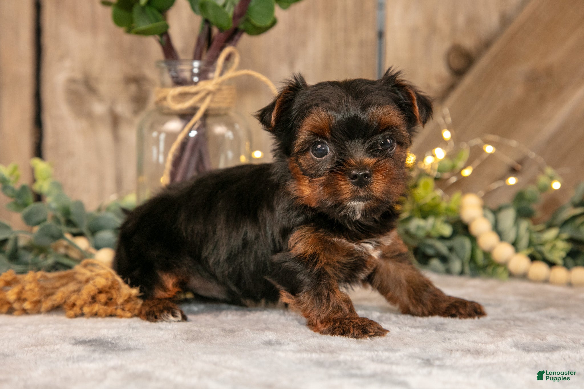 Yorkshire Terrier dogs Diesel - Ad 2