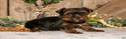 Yorkshire Terrier dogs for sale: Diesel - Ad 2