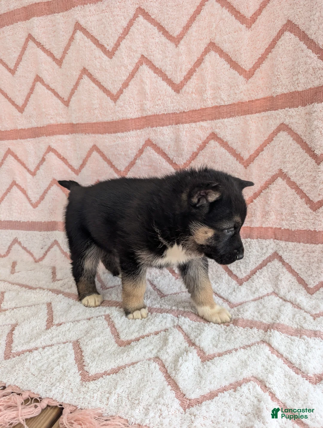 Gerberian Shepsky dogs for sale: Belle - Ad 2