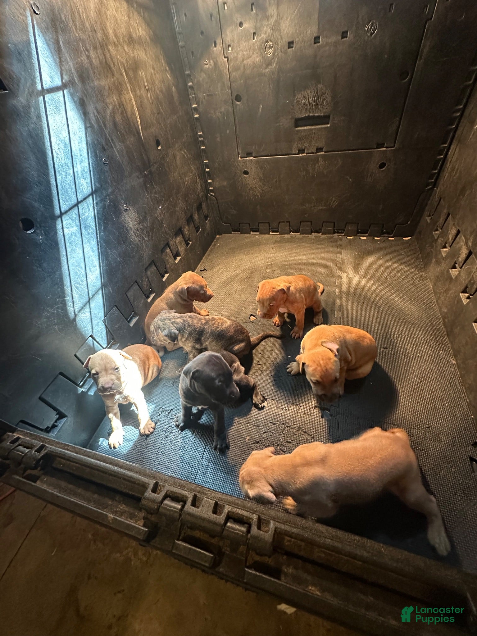 American Pit Bull Terrier dogs American Pit Bull Terrier 2 - Ad 16