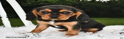 Beaglier dogs for sale: Casper - Ad 4