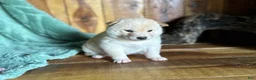 Shiba Inu dogs for sale: Shiba Inu Puppy 1 - Ad 6