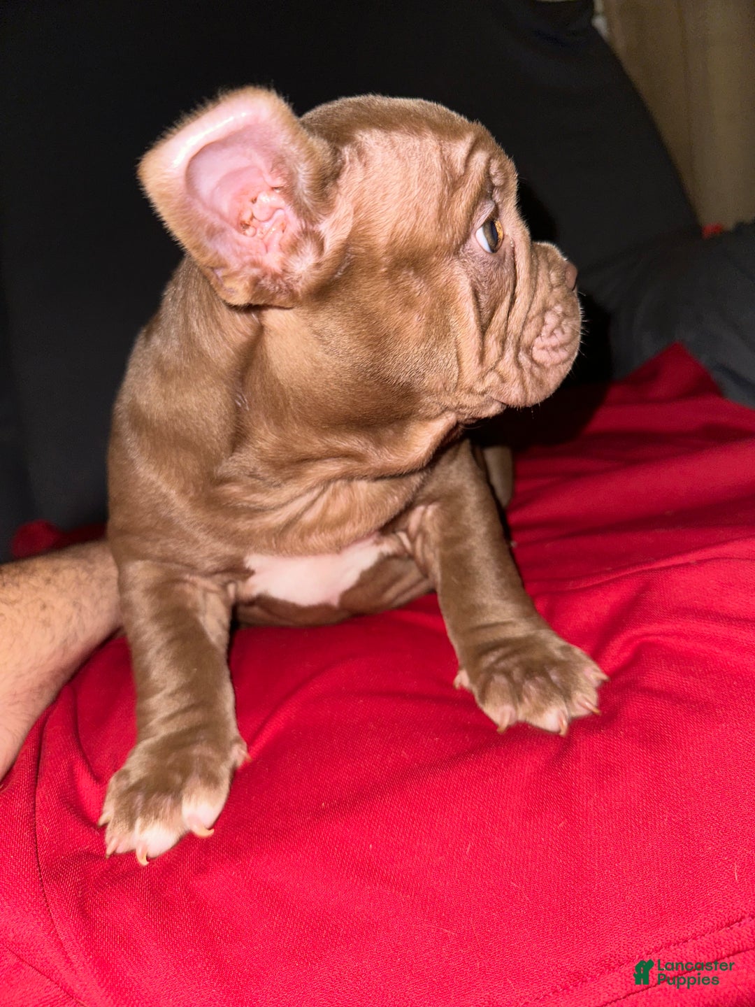 American Bully dogs for sale: Pepper - Ad 5