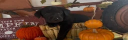 Labrador Retriever dogs for sale: Labrador Retriever 1 - Ad 3