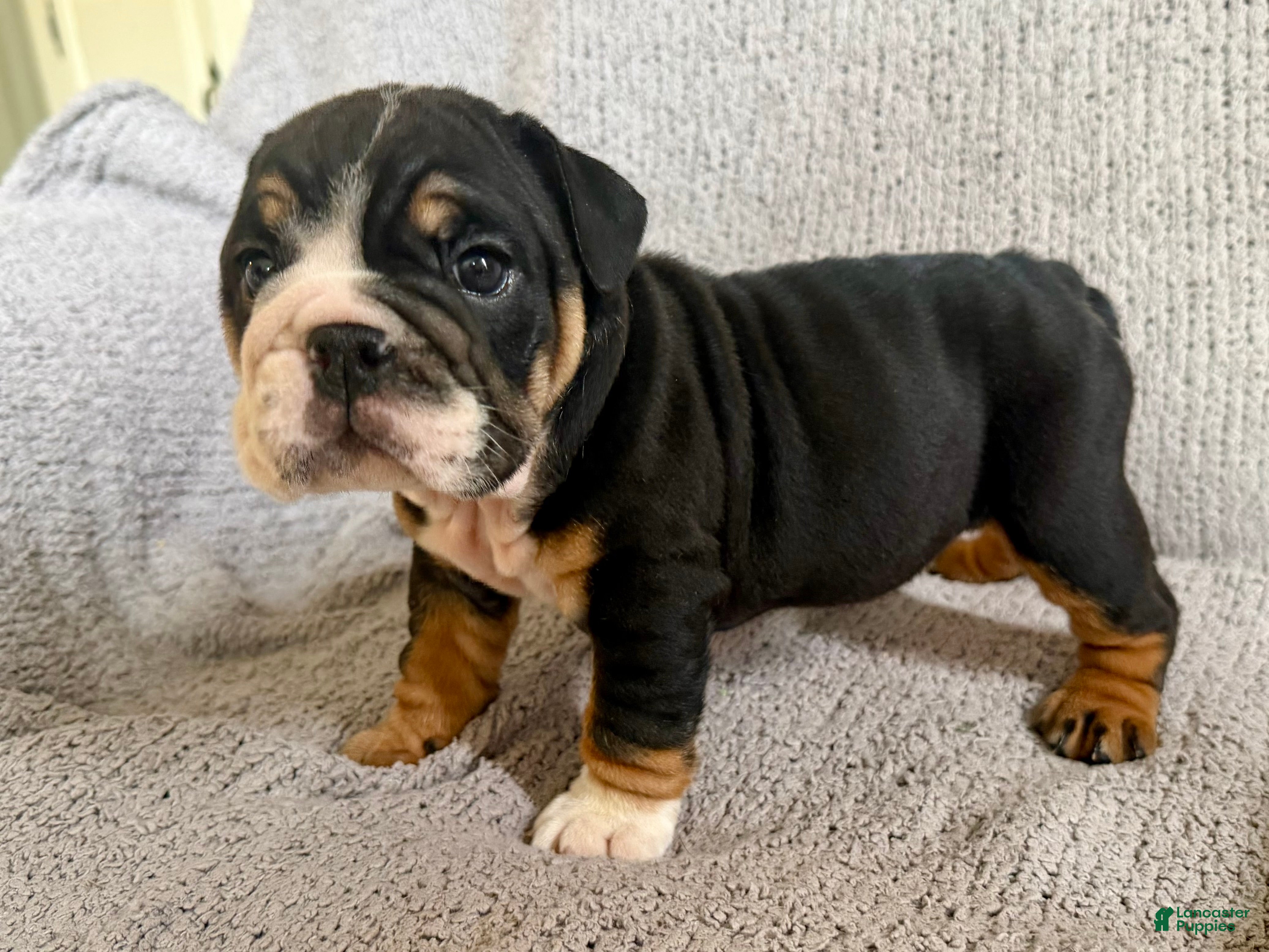 English Bulldog dogs Tia - Ad 1