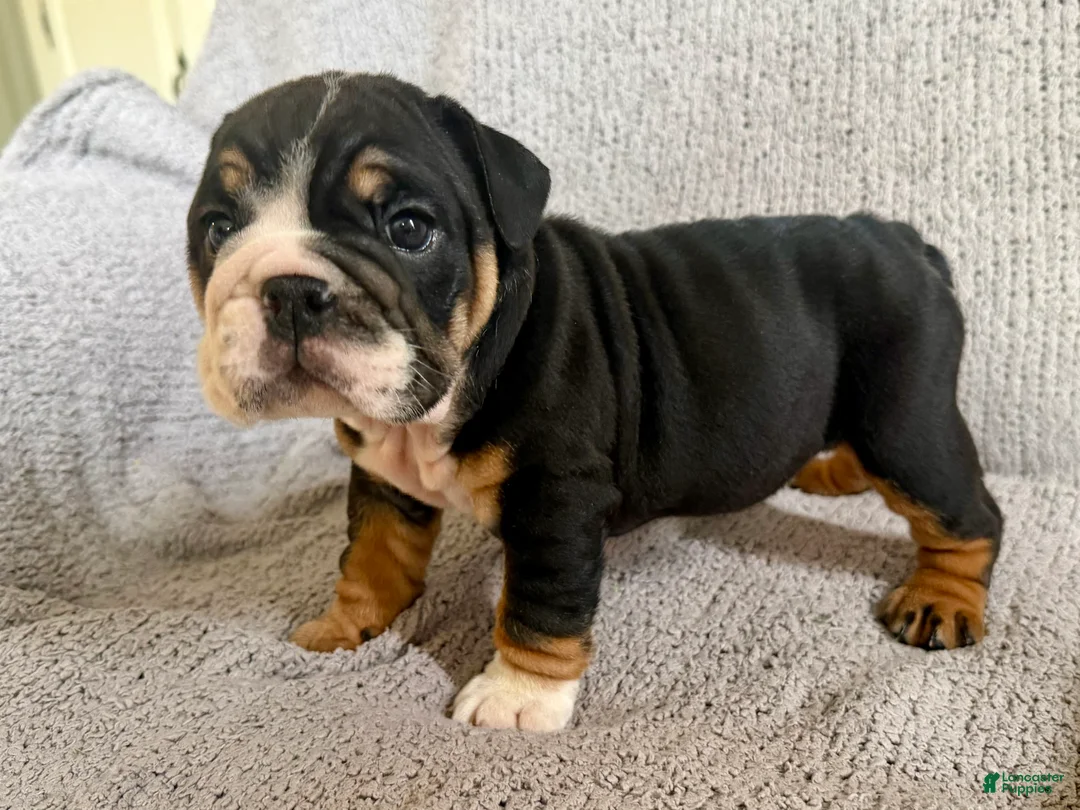 English Bulldog dogs for sale: Tia - Ad 1