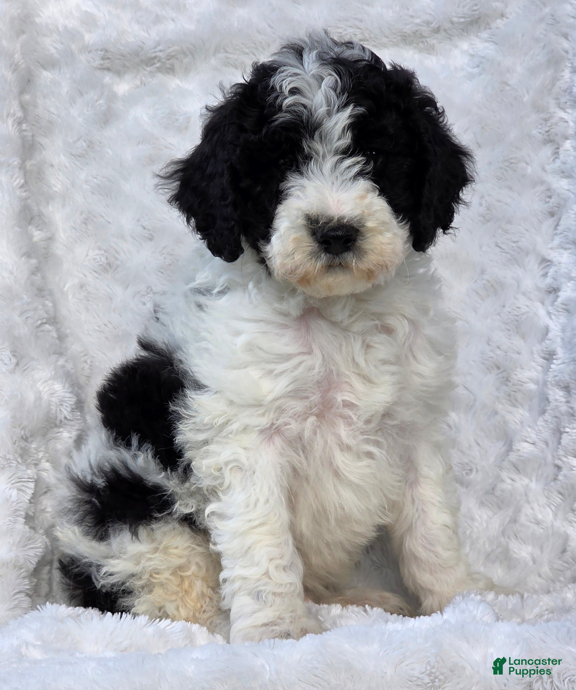 Mini Goldendoodle dogs Blaine - Ad 1