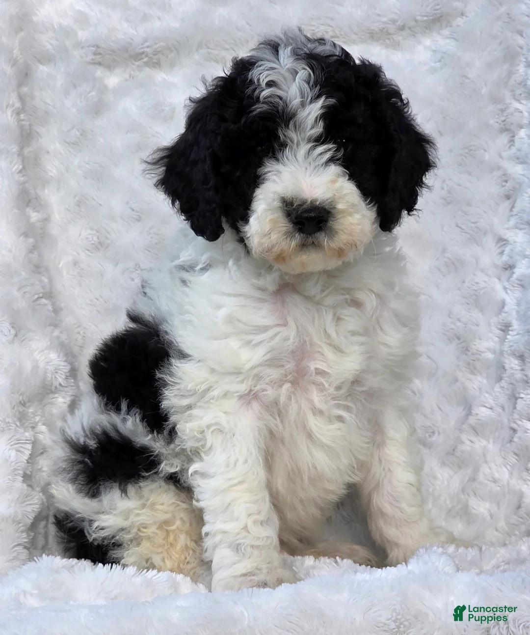 Mini Goldendoodle dogs for sale: Blaine - Ad 1