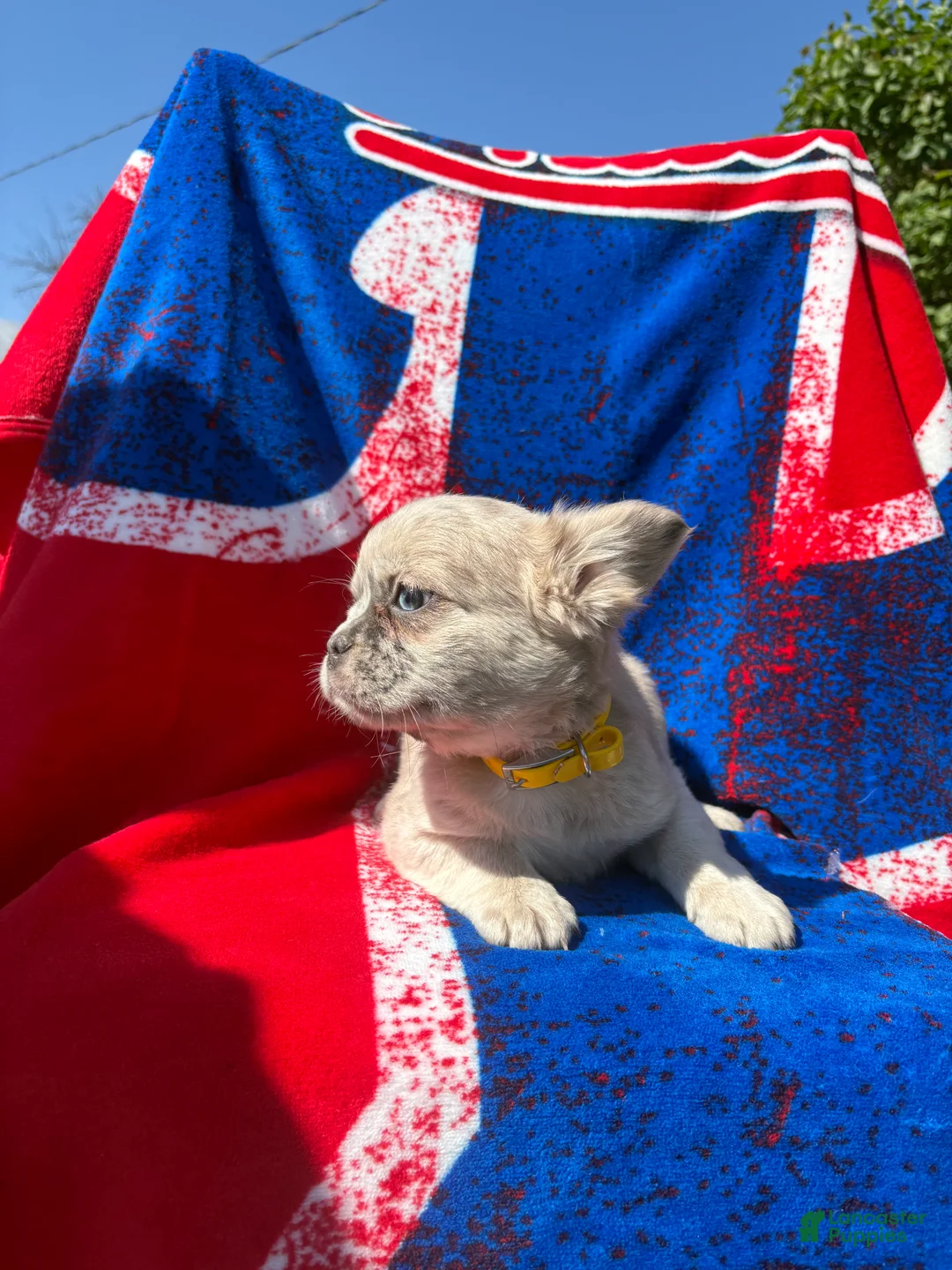 French Bulldog dogs for sale: Viva  - Ad 2