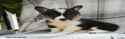 Welsh Corgi Pembroke dogs for sale: Willow - Ad 7