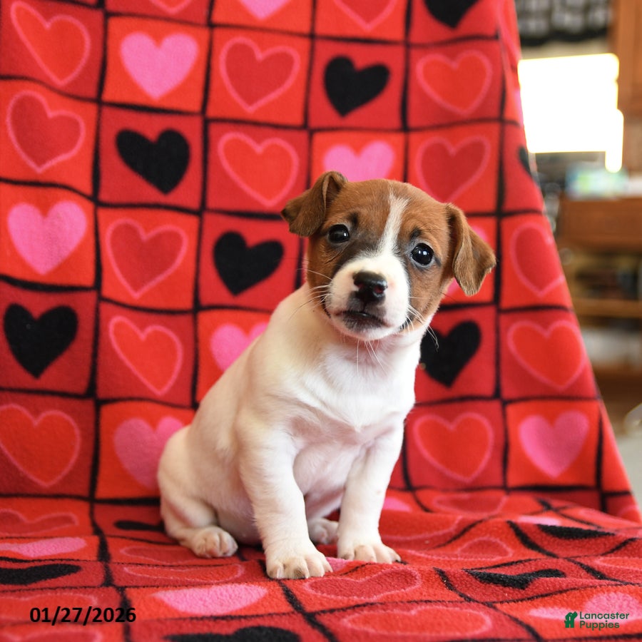 Jack Russell Terrier dogs Juliet - Ad 12