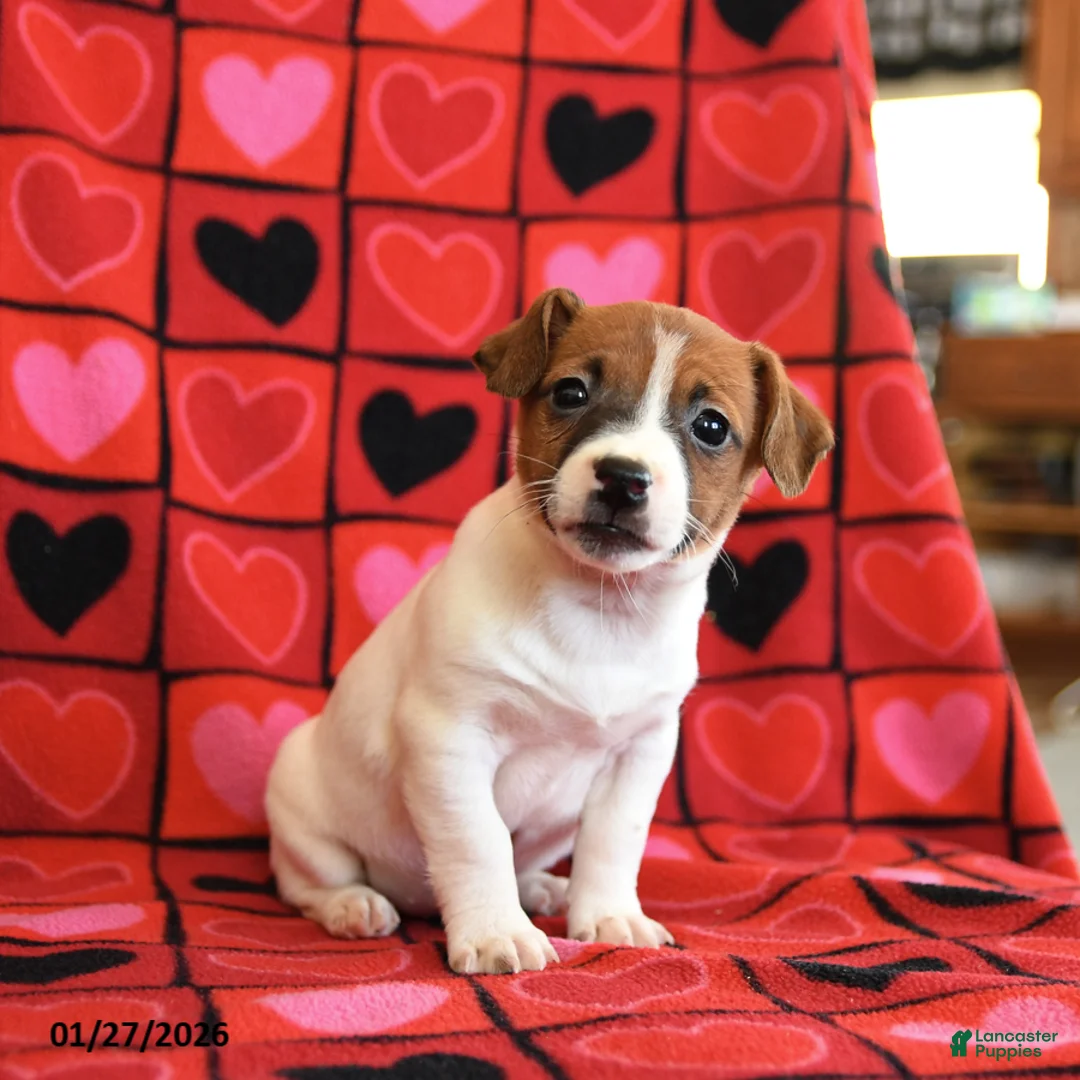 Jack Russell Terrier dogs for sale: Juliet - Ad 1