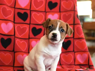 Jack Russell Terrier dogs Juliet - Ad 12