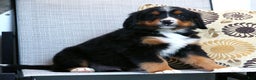 Bernese Mountain Dog dogs for sale: Josh - Ad 2