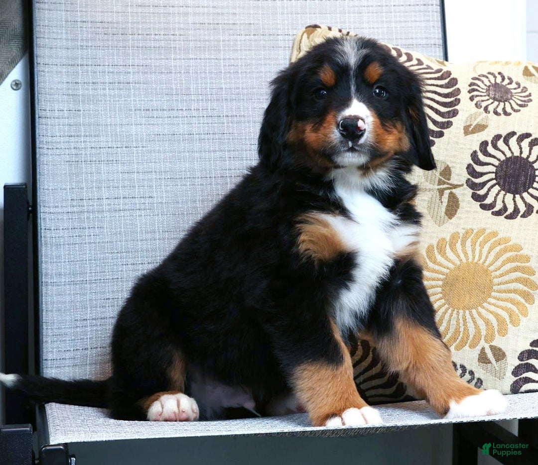 Bernese Mountain Dog dogs for sale: Josh - Ad 2