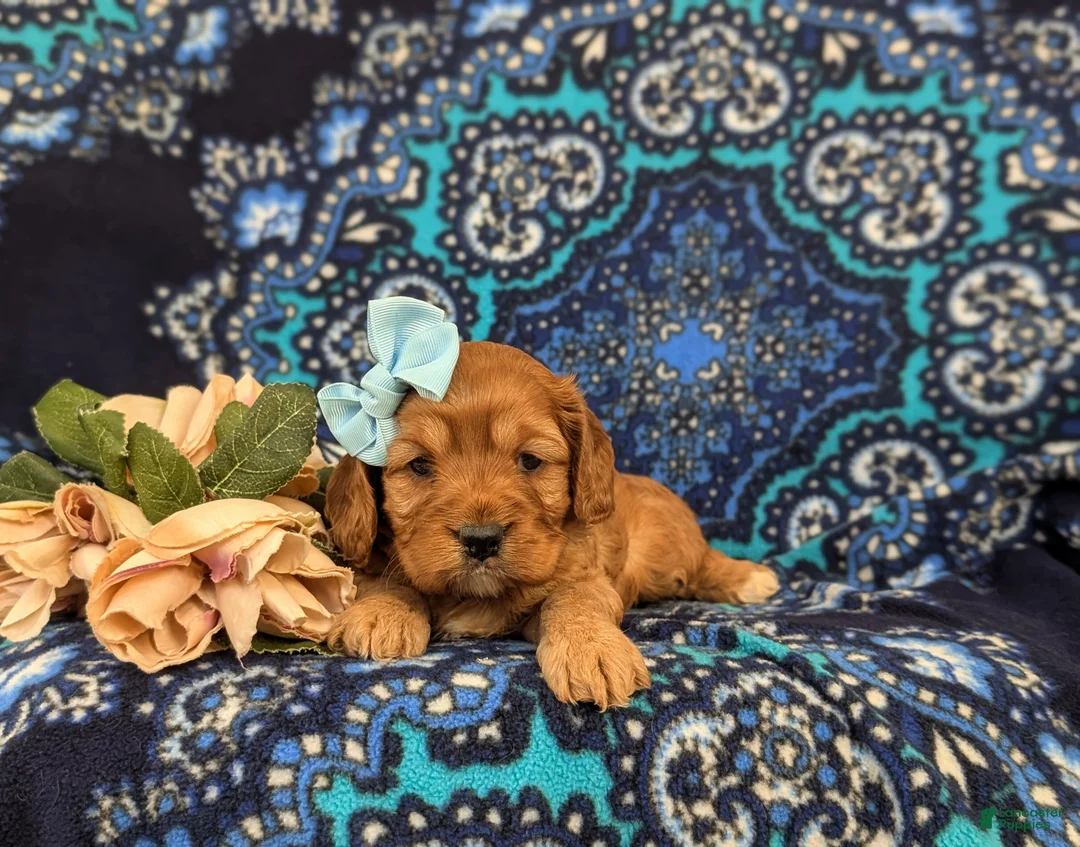 Cockapoo dogs for sale: Hana - Ad 6