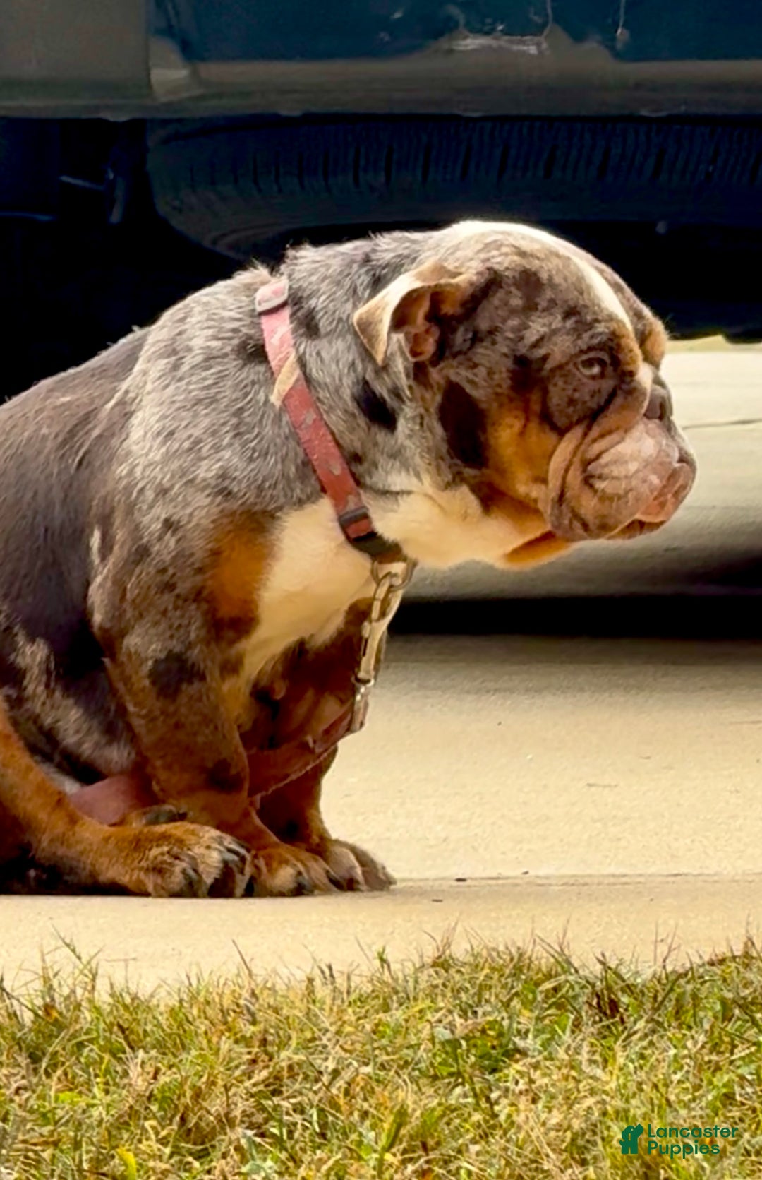 English Bulldog dogs for sale: Kookie - Ad 3