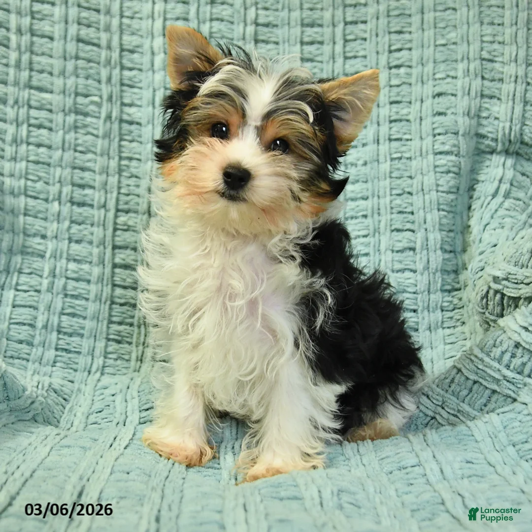 Yorkshire Terrier dogs for sale: Oreo - Ad 5